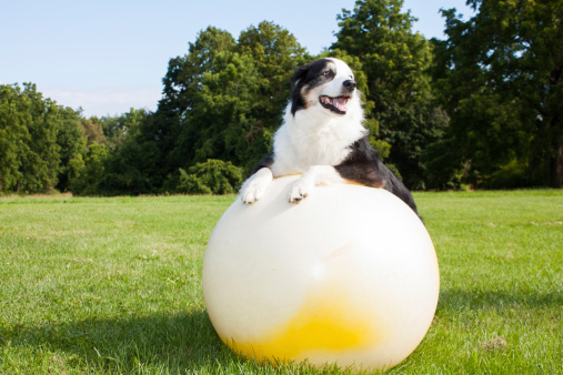 An Australian Shepherd Dog doing exercises on a Yoga ball in the park.  Stretching is very good for your dog.