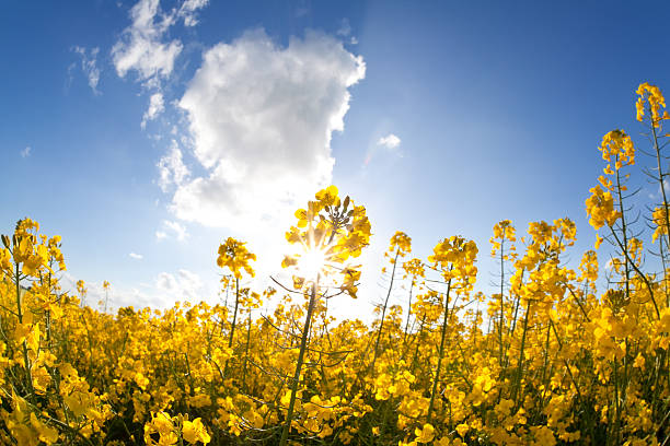 istock rapeseed oil flowers and sunbeams over blue sky 476558082