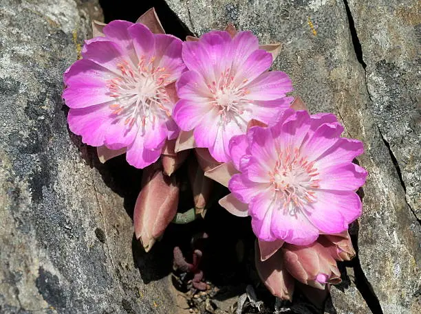 Three Bitterroot flowers (Lewisia rediviva) in a Crevice