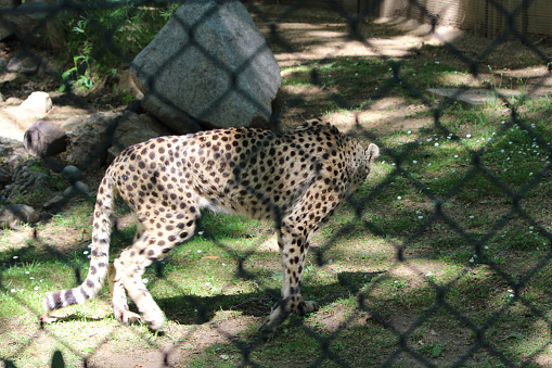 Wild Leopard in Cage