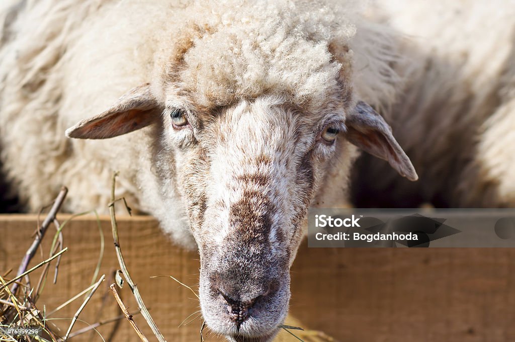 Retrato de uma mulher comendo grama ovinos com o rebanho - Foto de stock de Agricultura royalty-free