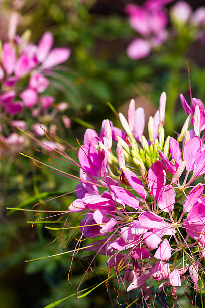 istock Small pretty pink flowers blooming in a garden 476559379