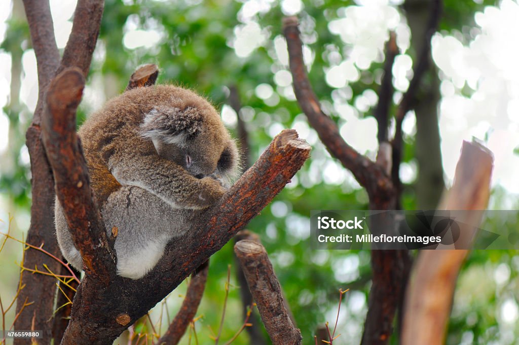 Young Australian Koala Young Australian Koala sleeping in the branches of a Eucalyptus gum tree. 2015 Stock Photo