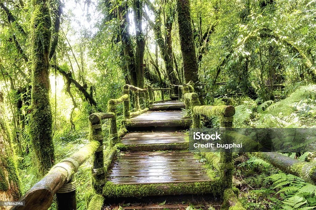 Puente en la selva - Foto de stock de Aire libre libre de derechos