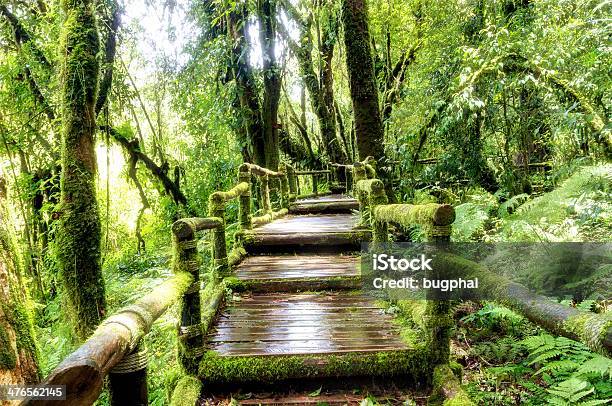 Puente En La Selva Foto de stock y más banco de imágenes de Aire libre - Aire libre, Asia, Aventura