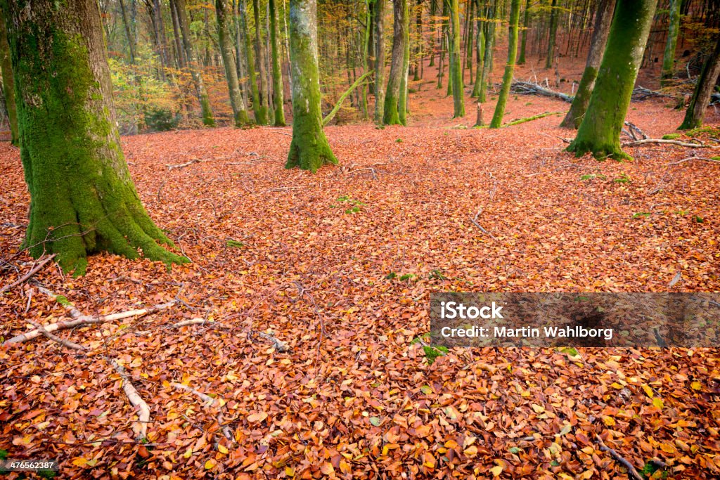 Осенние леса - Стоковые фото Без людей роялти-фри