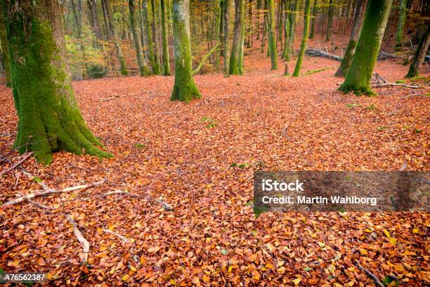 Осенние Леса — стоковые фотографии и другие картинки Без людей - Без людей, Буковое дерево, Горизонтальный