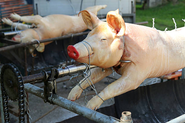 istock European Pigs on a rotisserie gril 476562782