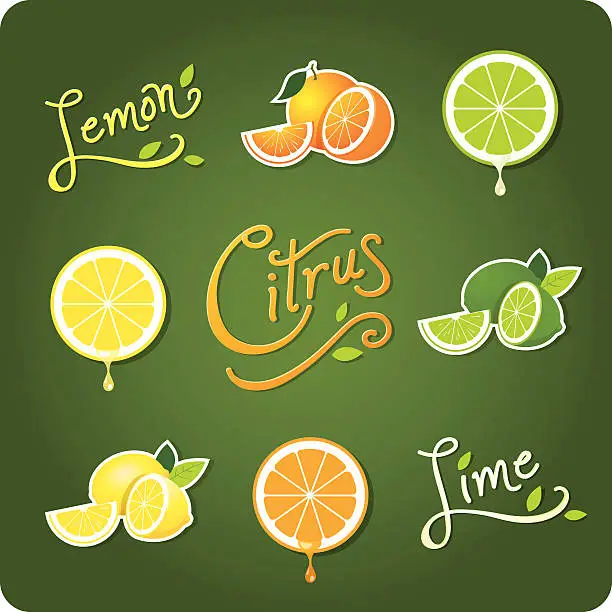 Vector illustration of Lemon, Lime and Citrus fruit