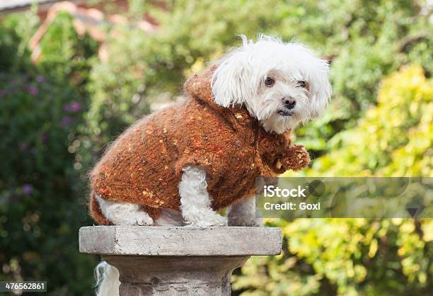 Pies Z Odzieży - zdjęcia stockowe i więcej obrazów Dobrze ubrany - Dobrze ubrany, Fotografika, Horyzontalny