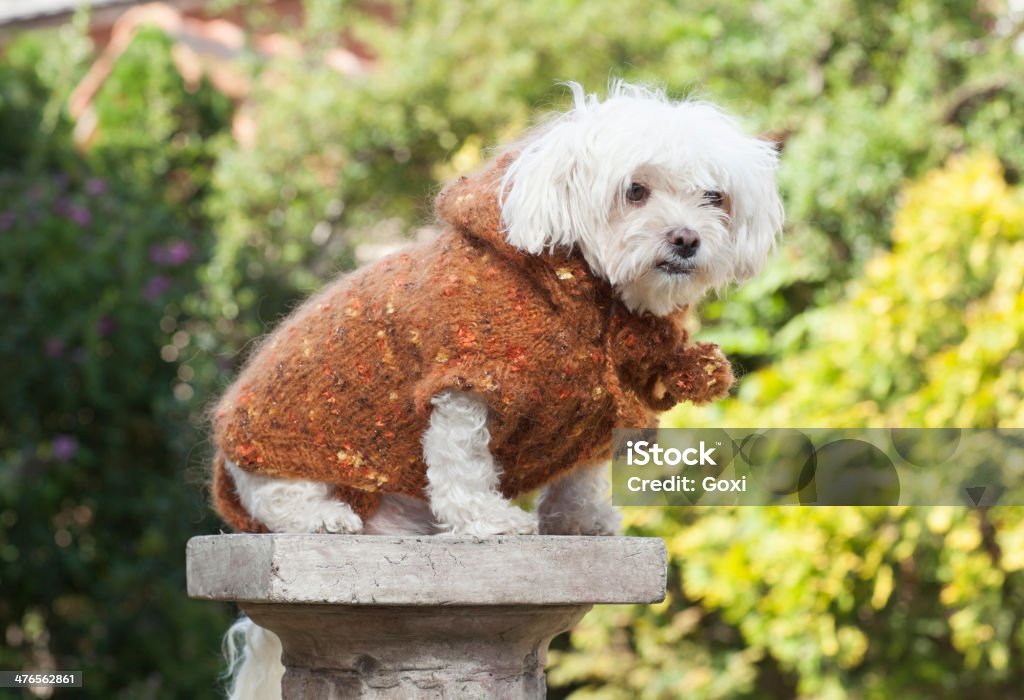 Cão com Roupas - Royalty-free Animal Foto de stock