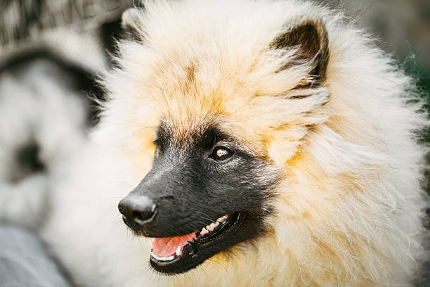Gray Keeshound, Keeshond, Keeshonden Dog (German Spitz) Wolfspitz Close Up Portrait