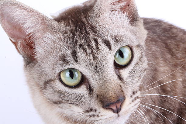 istock Close-up portrait of a tabby cat. 476563435