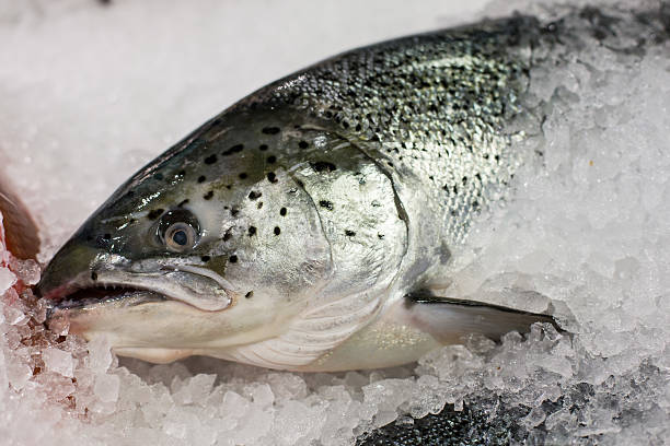 istock Fresh Fish at the market, displayed on ice 476563465