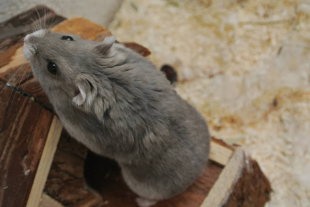 istock Dwarf Hamster On Wooden House 476563522