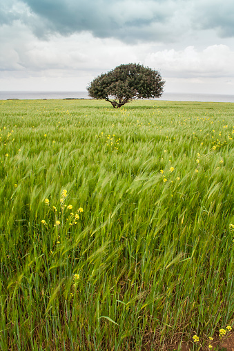 Lonely tree at light green meadow and cloudy sky at Northern Cyprus