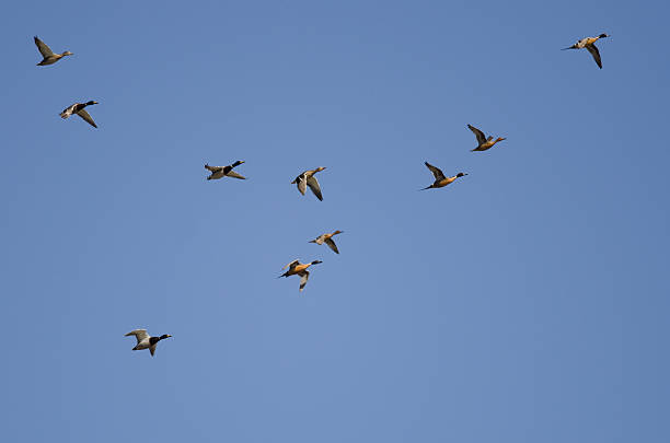 istock Flock of Ducks Flying in a Blue Sky 476567162