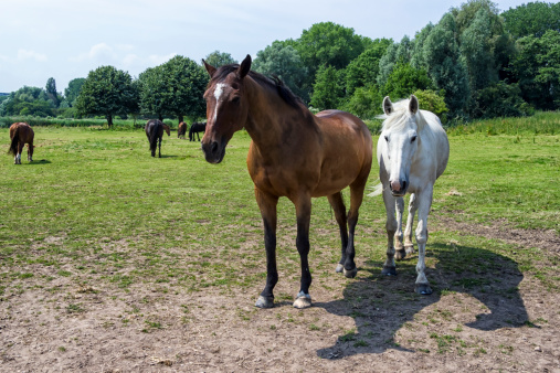 herd of horses