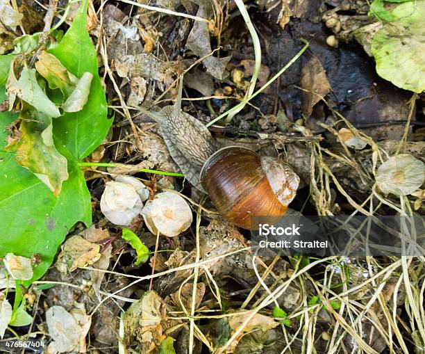 Forest In Spring Stock Photo - Download Image Now - 2015, Animal, Beauty In Nature