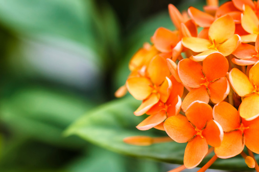 Bunch of Orange Ixora, West Indian Jasmine (Ixora, spp.), Closeup