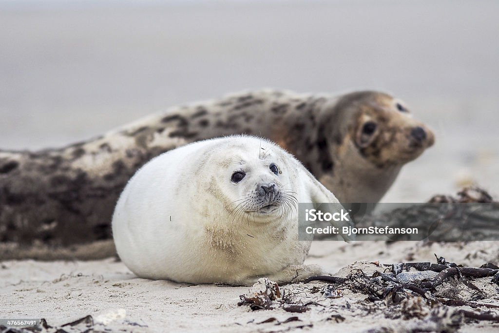 Grey Seal (Halichoerus grypus) A young Grey Seal (Halichoerus grypus) pup waiting for its' mother to return from sea Animal Stock Photo
