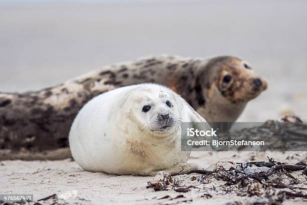 Grey Seal Stock Photo - Download Image Now - Animal, Animal Fin, Animal Hair