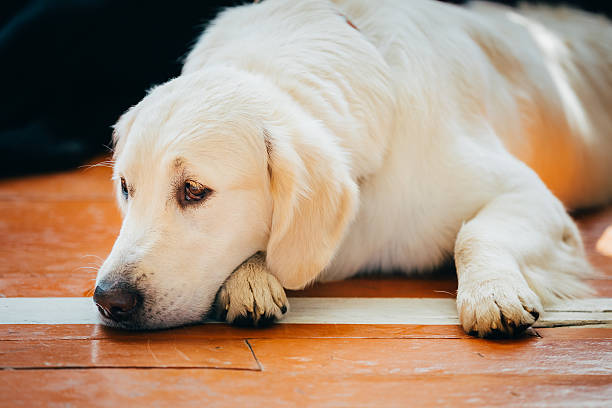 istock Close Up Young White Golden Labrador Retriever Dog 476567892