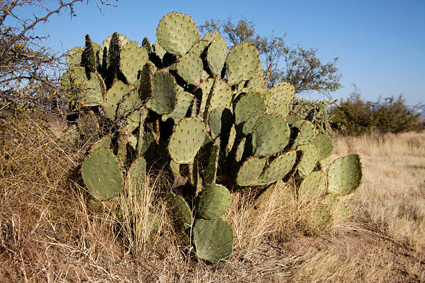 istock Engelmanns cactus or prickly pear, Opuntia engelmannies 476568211