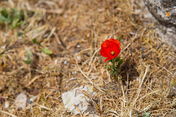 istock Sicilian red poppy flower 476568284