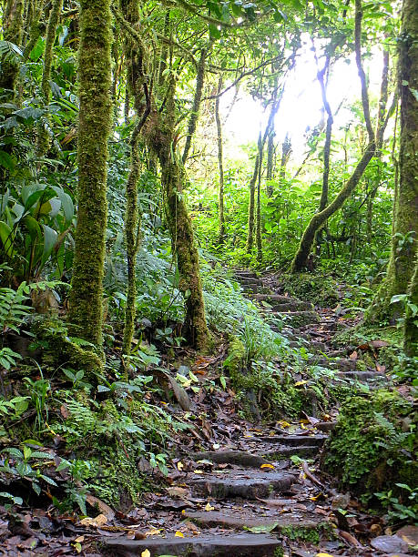 istock Stairs Along a Trail in the Forest 476568348