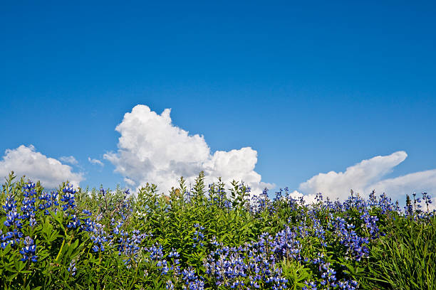 istock Lupine Blooming in the Paradise Valley 476569061