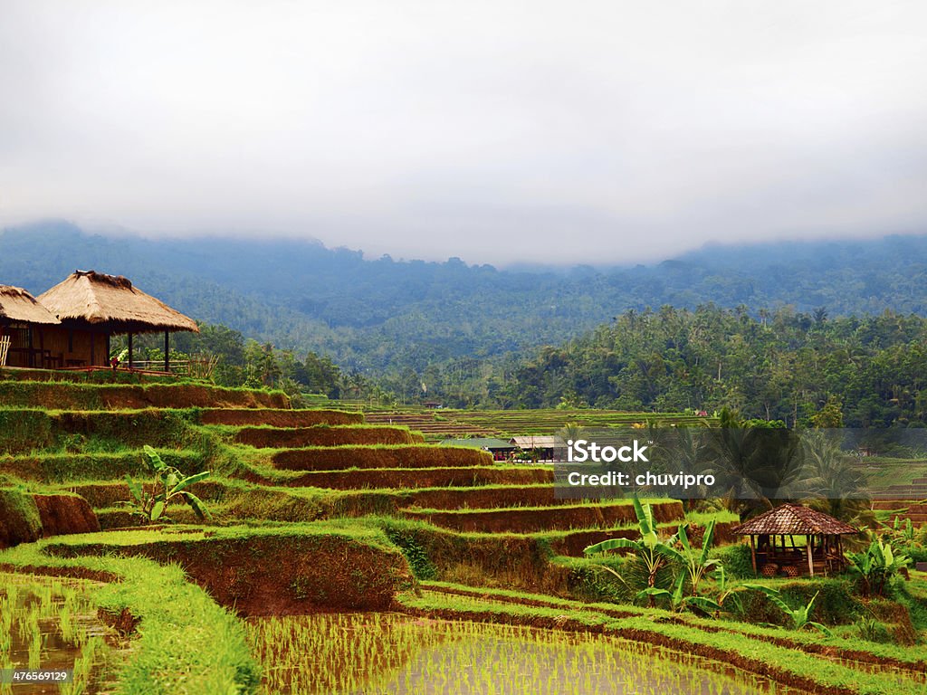 Arroz verde terraces. - Royalty-free Agricultura Foto de stock