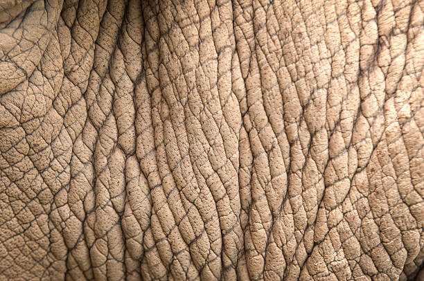 istock rhinoceros skin 476569193