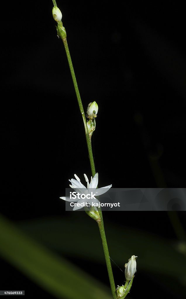 Chlorophytum Lexum R.Br. Flower close-up of Chlorophytum Lexum R.Br. in the garden African Ethnicity Stock Photo