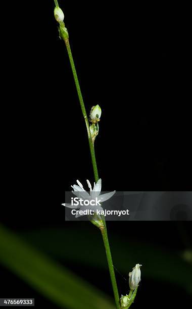 Chlorophytum Lexum Rbr Stock Photo - Download Image Now - African Ethnicity, Beauty In Nature, Botany