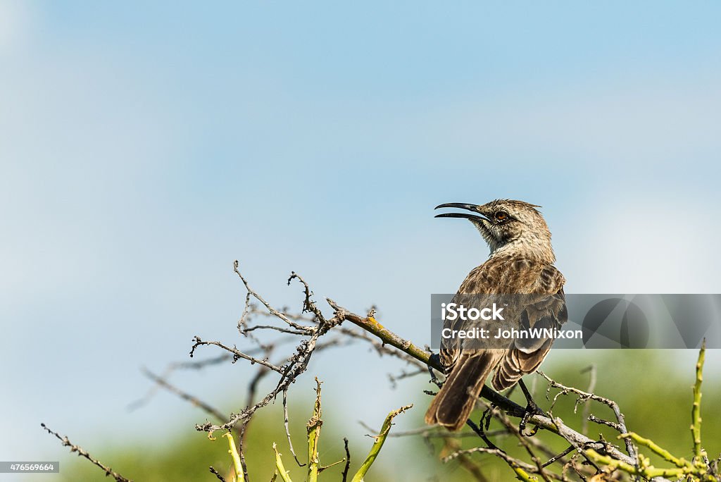 Mocking Bird Singing my Song The mocking bird was setting on a branch yelling at the top of his little lungs. 2015 Stock Photo