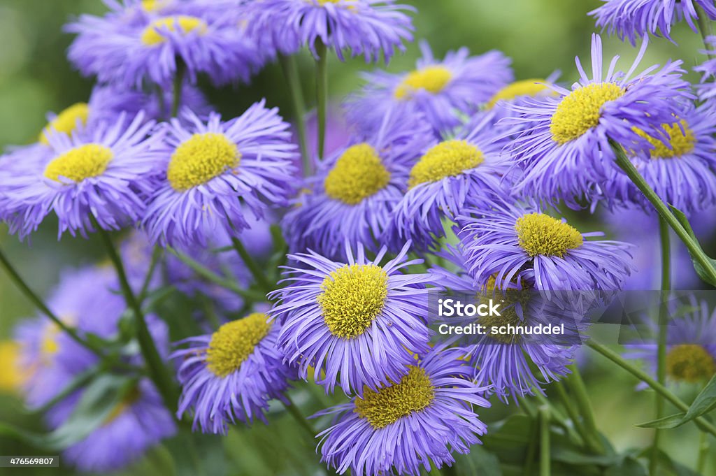 Viola summerasters - Foto stock royalty-free di Aiuola