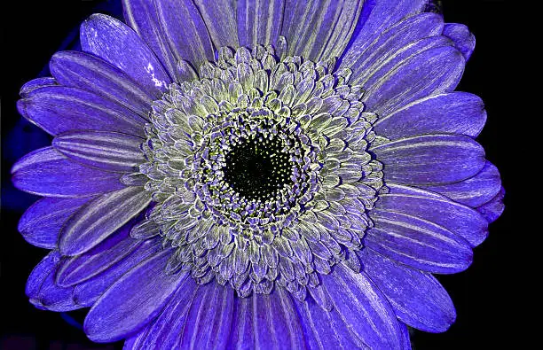 Photo of reflected ultraviolet Gerbera