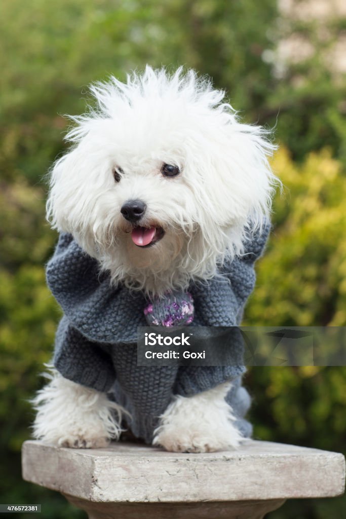 Cane con abbigliamento - Foto stock royalty-free di Abbigliamento