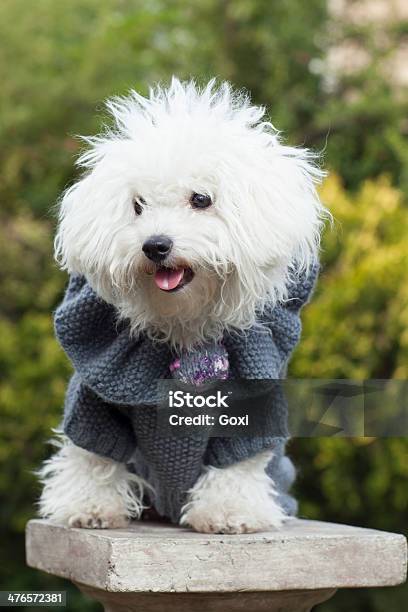 Cão Com Roupas - Fotografias de stock e mais imagens de Animal - Animal, Animal de Estimação, Arfar