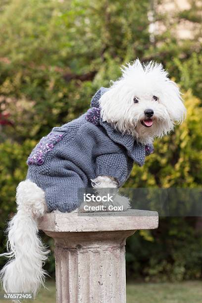 Pies Z Odzieży - zdjęcia stockowe i więcej obrazów Dobrze ubrany - Dobrze ubrany, Fotografika, Jedno zwierzę