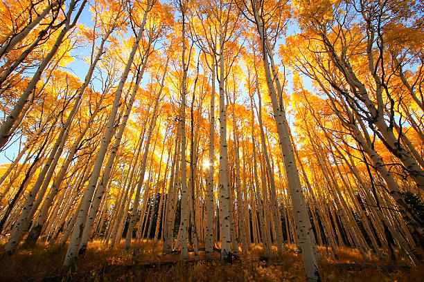 istock Aspen trees with fall color, San Juan National Forest, Colorado 476572521