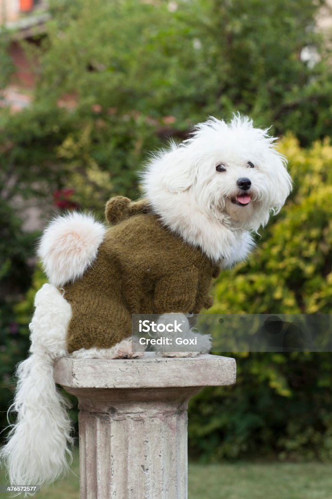 Собака с одеждой - Стоковые фото Вертикальный роялти-фри