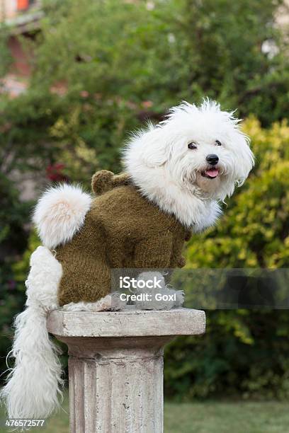 Собака С Одеждой — стоковые фотографии и другие картинки Вертикальный - Вертикальный, Высовывание языка, Животное
