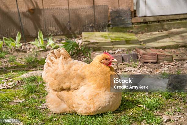 Broody Hen Schutz Ihrer Chicks Stockfoto und mehr Bilder von Huhn - Geflügel - Huhn - Geflügel, Ei, Sitzen