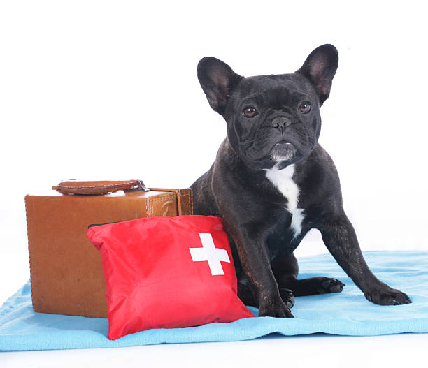 istock French bulldog with medical aid kit 476575126