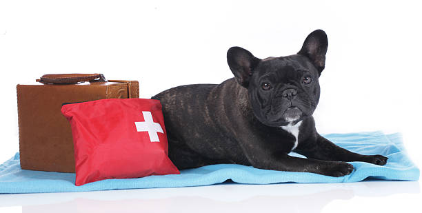 istock Black french bulldog with emergency case and suitcase 476575264