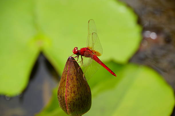 istock Red dragonfly and water lily in Okinawa 476575462