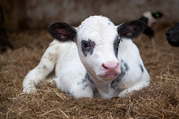 istock very young black and white calf in straw of barn 476576044