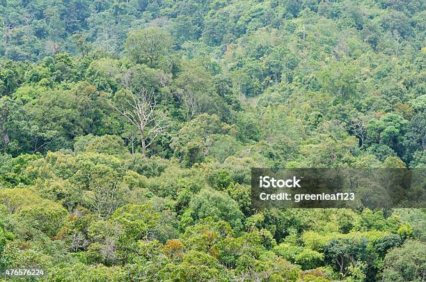 Picture Of The Deep Tropical Forest Khao Yai National Park Stock Photo - Download Image Now